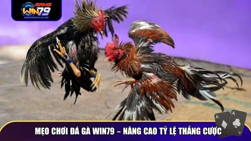 da ga win79 3 Người chơi đá gà online thành công thường dựa vào kỹ năng phân tích và kinh nghiệm